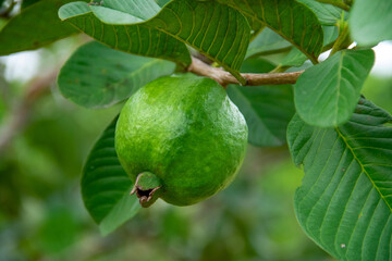 Green guava fruit still on the tree on the farm