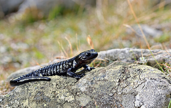 Salamandra di lanza