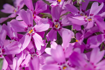 Colorful blooming pink creeping phlox (phlox subulata or mountain phlox), selective focus. Macro shot of a spring flower as background.