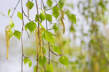 blooming birch branches with young little leaves