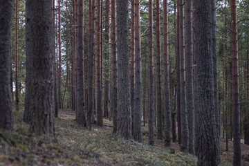 footpath in the woods