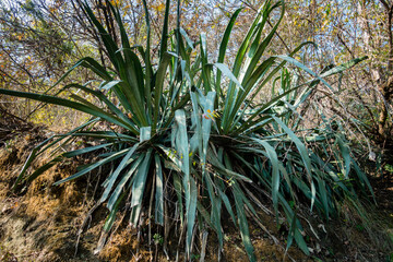 A big Aloe vera plant growing in an Indian forest. Aloe Vera is a cactus like plant that grows in hot, dry climates.