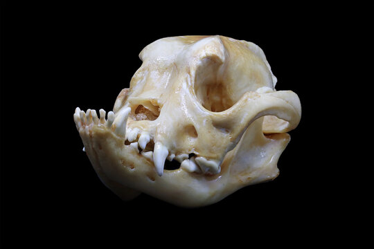 Front and side view of a french bulldog (Canis lupus familiaris) skull isolated in black. Focus stacked image of malformed dog bones with black background. White clean skull with teeth.