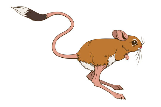 Jumping Jerboa. Vector clipart isolited on white.