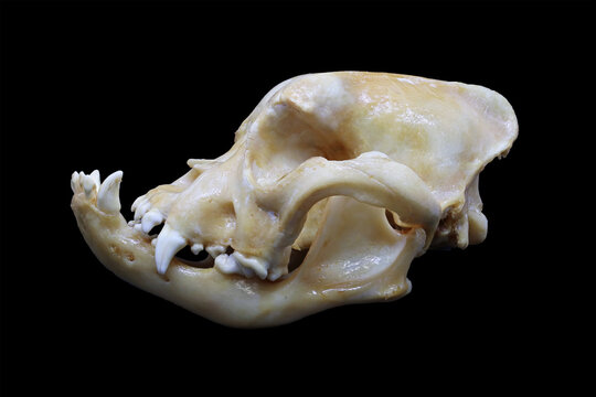 Front and side view of a french bulldog (Canis lupus familiaris) skull isolated in black. Focus stacked image of malformed dog bones with black background. White clean skull with teeth.