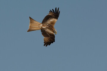 Red Kite (Milvus milvus) flying