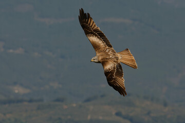 Red Kite (Milvus milvus) flying