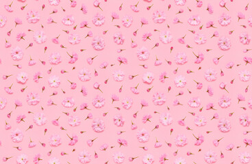 Seamless floral pattern of sakura cherry flowers floral, late blooming double flowered japanese yaezakura on pink background flat lay top view