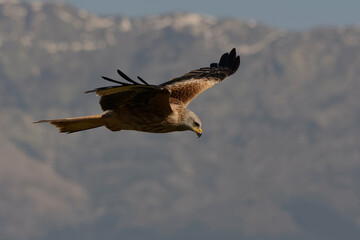 Red Kite (Milvus milvus) flying