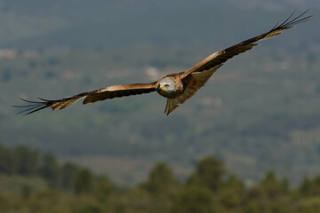 Red Kite (Milvus milvus) flying