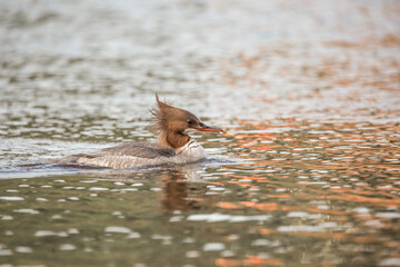 Weiblicher Gänsesäger