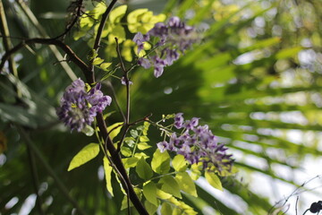 Wisteria branches on the background of the garden in May in the garden.