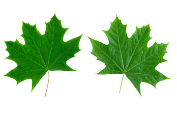 two isolated young maple leaves. White background