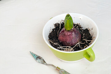 Hyacinth grows in a green planter on a gray background, next to the planter is a tool for loosening...
