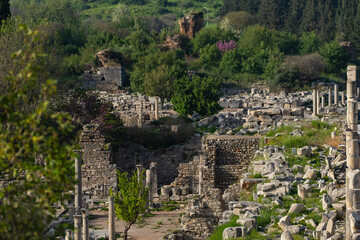 Fototapeta na wymiar Cats and Ephesus Ancient City, Aegean Region Selcuk, Izmir Turkey
