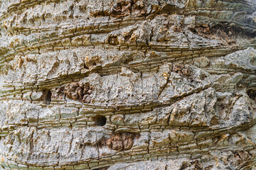 Canary Island date palm, (Phoenix canariensis), trunk texture, close view