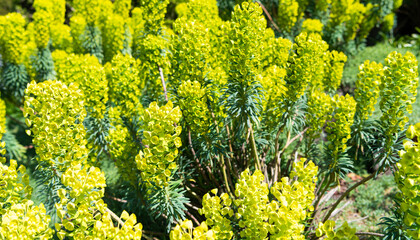 green blooming flowers. green natural background. spring nature