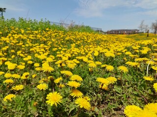 Dandelion meadow in late spring in Canada