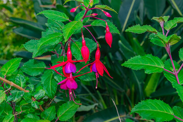 Obraz premium hummingbird fuchsia flowers blooming, (Fuchsia magellanica), with green leaves background