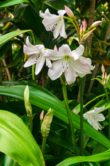 Obraz premium Crinum moorei flowers blooming, close view, with green garden background