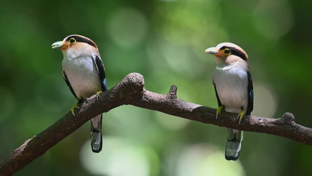 Bothe parent birds under the noontime sun with food in the mouth as they look around, Silver-breasted Broadbill, Serilophus lunatus, Kaeng Krachan National Park, Thailand.