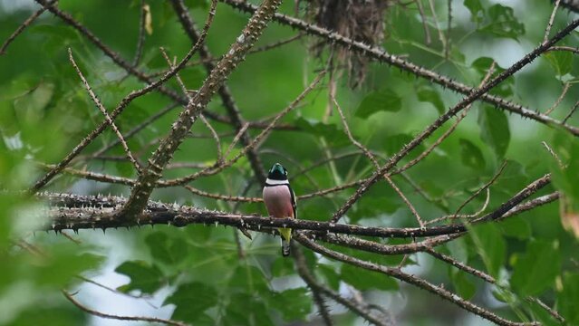 Seen moving its head around while perched on a thorny branch, Black-and-yellow Broadbill Eurylaimus ochromalus, Kaeng Krachan National Park, Thailand.