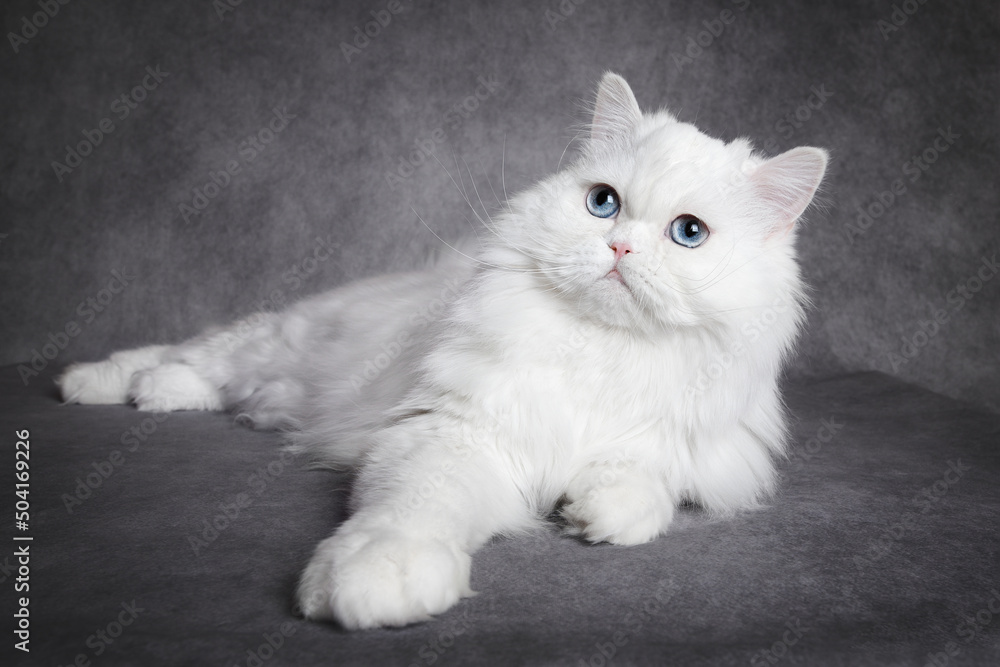 Wall mural white scottish straight cat with blue eyes lying down on grey background