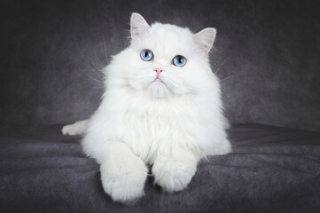 close up portrait of a white fluffy cat with blue eyes