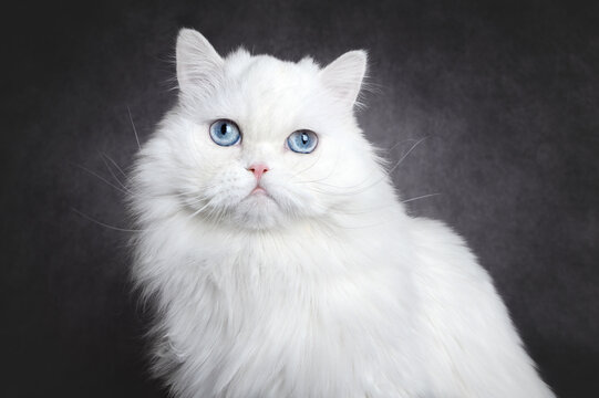beautiful white fluffy cat with blue eyes, close up portrait