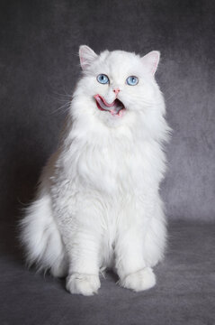 white fluffy cat with blue eyes licks mouth after eating