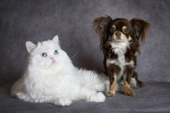 white fluffy cat and small dog posing together on grey background