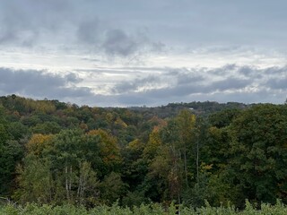 clouds in the forest