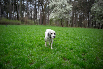 English setter on a green grass field