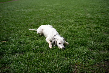 English setter laying on the grass