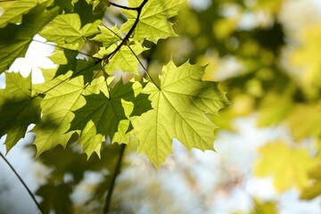 Spring maple leaves on a twig in the forest