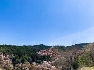 吉野山の満開の桜の写真素材③ お花見