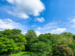 さわやかな青空と雲と樹木の写真素材　