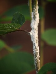 wooly aphids on a tree branch