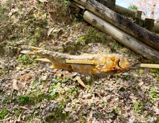 吉野山　おいしそうな鮎の塩焼き　写真素材