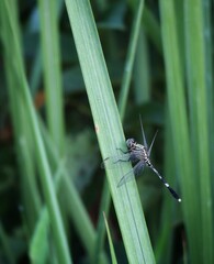 dragonfly on a leaf