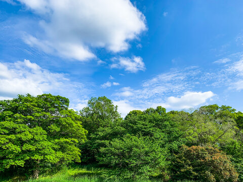 さわやかな青空と雲と樹木の写真素材　