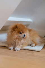 Little orange colour fluffy pomeranian puppy dog lying on dog bed on the floor looking away on a sunny day. Happy healthy pet commercial concept.
