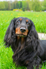 Close-up of a black dachshund with long curly ears on the grass