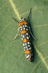 Harlequin Cigarette Moth perched on a green branch. Atteva pustulella