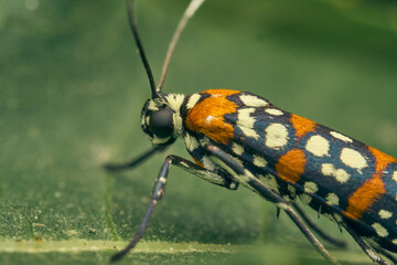 Harlequin Cigarette Moth perched on a green branch. Atteva pustulella