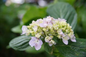 藤森神社の紫陽花