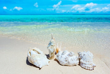 Underwater shells on the sand on the shore of the Indian Ocean. Maldives.