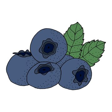 Hand drawn blueberry. Illustration doodle eps 10 vector.