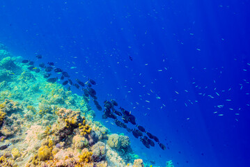Obraz na płótnie Canvas The magnificent underwater world of the Maldives.