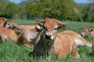 Vaches Aubrac	